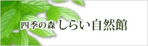 しらい自然館ホームページへ